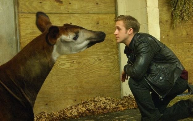 luvdolllz's tweet photo. 🧵 pics of ryan at the Cincinnati zoo in 2011 because they’re precious https://t.co/BssstKqPkk