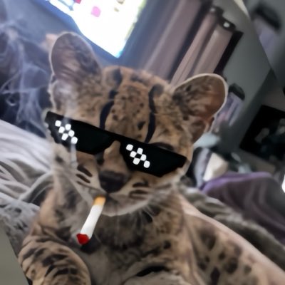 DaffaDigit28417's tweet photo. The Cat King has been revealed.😾👑 solana:91ryaCo5yGpYZM3bs6GUPs97VWJQj7RozBmqPULgpump https://t.co/f2KzT8bOtF