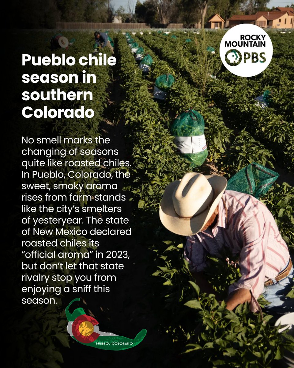 GovofCO's tweet photo. It’s chile season in Colorado! 🌶️ Pueblo’s famous green chile is a staple of Southern Colorado, and there’s no better time to enjoy it. If you’re in Pueblo this weekend, check out the Chile and Frijoles Festival and celebrate one of Colorado’s favorite flavors!

Friday 3:00pm - 12:00am
Saturday 10:00am - 12:00am
Sunday 10:00am - 5:00pm

Read more from Rocky Mountain PBS:
https://t.co/m0lwkpz8Pd