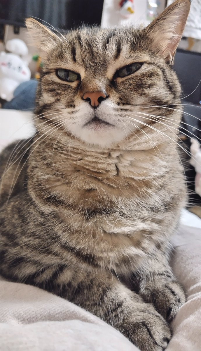 cat_56chan tweet picture