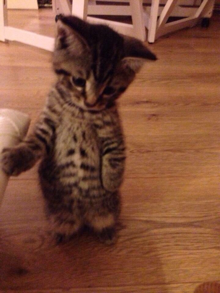 deykla_'s tweet photo. meu sonho ir com Ryan nos brechó mas ele n ia aguentar DOOOIS minutos la sem morrer de tanta alergia https://t.co/6eCZujVZ6E