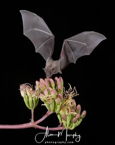 TheTamarDick's tweet photo. Mexican #LongNosedBats are key to pollinating agaves, used for Mexican Mezcalโthe Tepoztlรกn biodiversity depends on them but are threatened by luxury construction projects.
Please support protection of this declining bat population:
SIGN NOWโก๏ธhttps://t.co/J3qgmAanr1 #Baturday https://t.co/uLxePsTuMk
