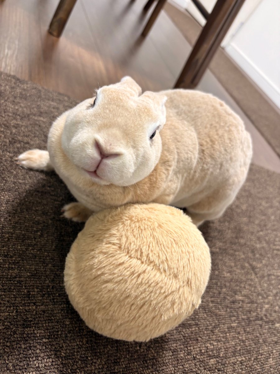 booboousag's tweet photo. 正面顔かわいい🐰 https://t.co/N79AyPgEE3