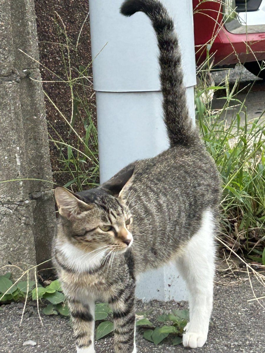 smilesmilehapy's tweet photo. 野良猫ちゃん🐈 https://t.co/KE7Las2KM0