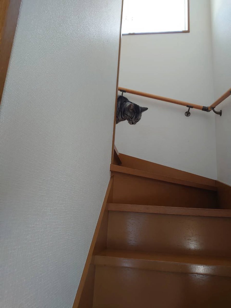 ponco2and2's tweet photo. 探偵風ぶんたさん登場😽 https://t.co/OtDEZg6BZc