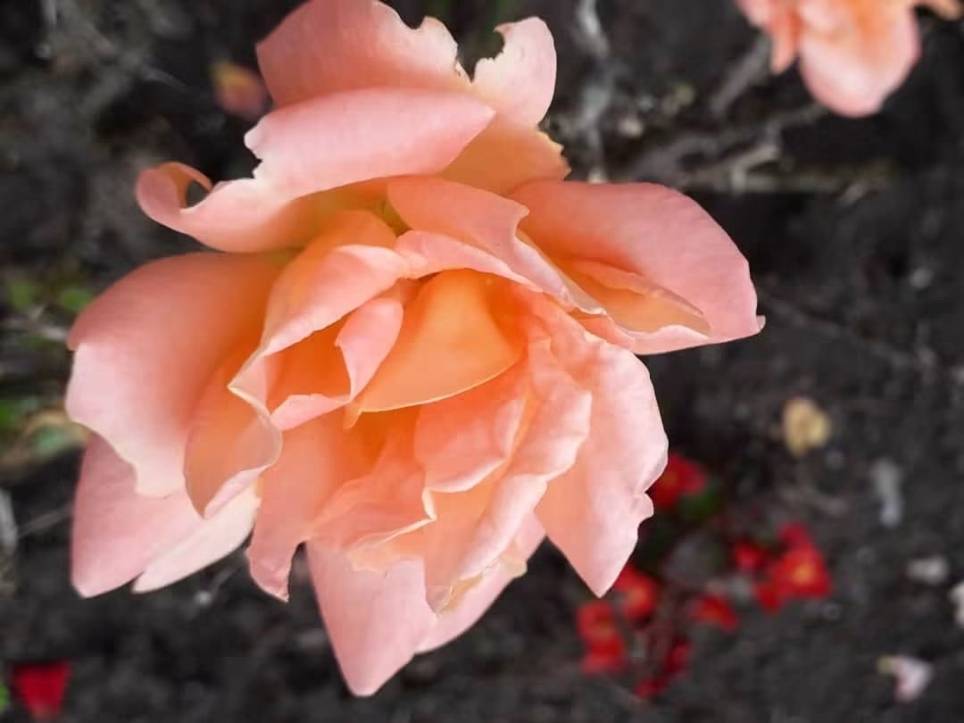 CAYMUSOCAUGHEY's tweet photo. @CAYMUSOCAUGHEY π¦
Random Roses
#Random #Flower #Flowers #WildFlowers #GardenFlowers #Nature #FlowersOfTwitter #LittleThingsMatter #Garden #Gardens #Gardening #Rose #Roses #Rosebud #Rosebuds #RoseBush #RoseBushes #RosesOfTwitter #Plant #Plants #Bush #Bushes https://t.co/tHaRaEmmkj