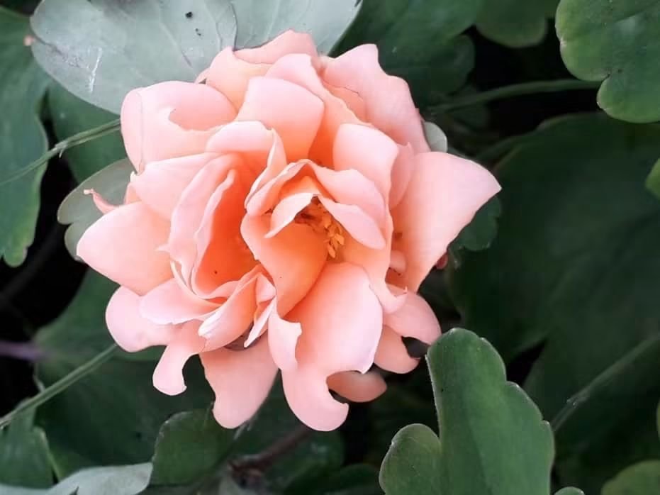 CAYMUSOCAUGHEY's tweet photo. @CAYMUSOCAUGHEY π¦
Random Roses
#Random #Flower #Flowers #WildFlowers #GardenFlowers #Nature #FlowersOfTwitter #LittleThingsMatter #Garden #Gardens #Gardening #Rose #Roses #Rosebud #Rosebuds #RoseBush #RoseBushes #RosesOfTwitter #Plant #Plants #Bush #Bushes https://t.co/qjBLMNQ0G7