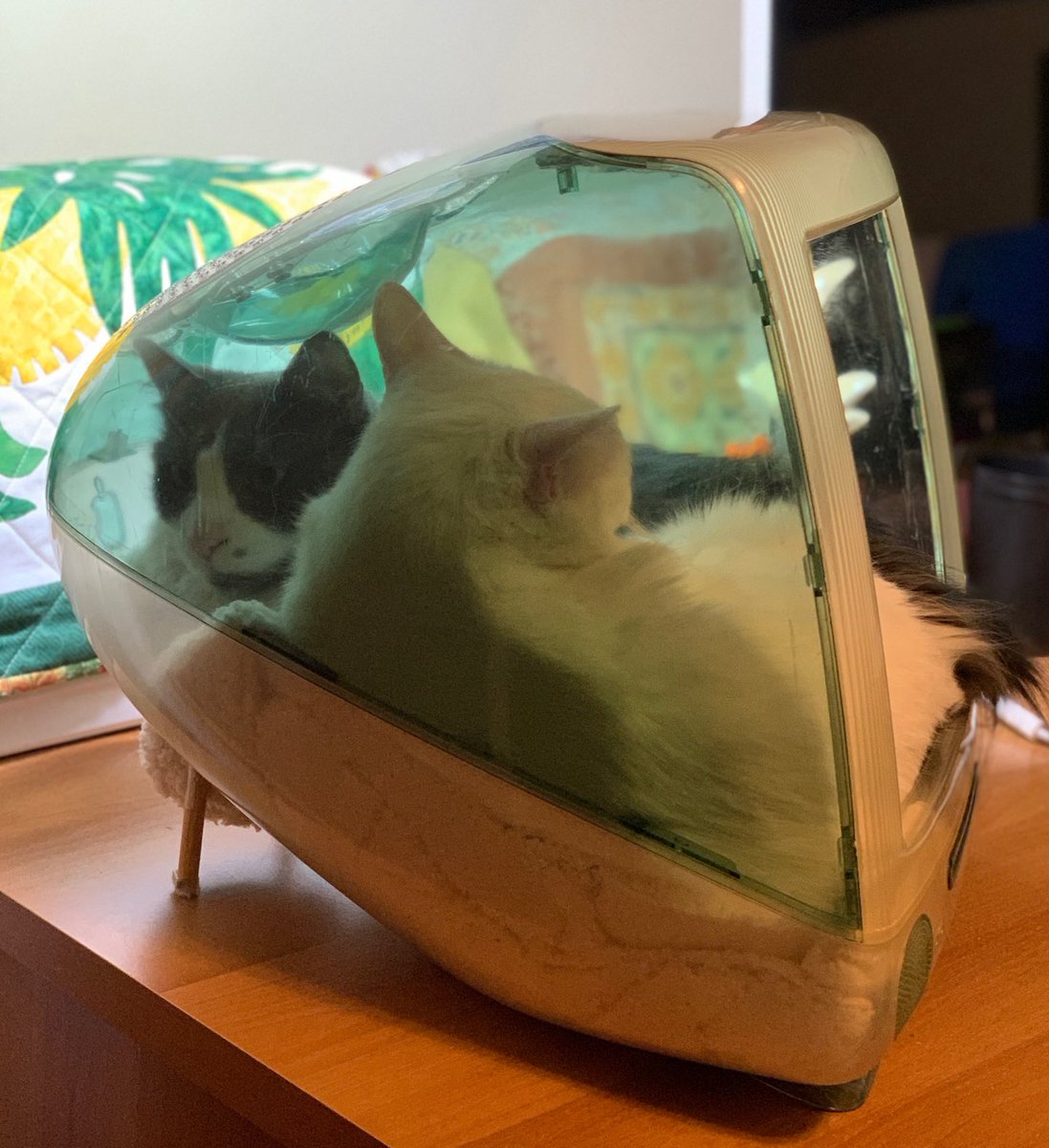 fruitpibble's tweet photo. computah turn into a bed for me and my cat wife https://t.co/MrVc4KZQoZ