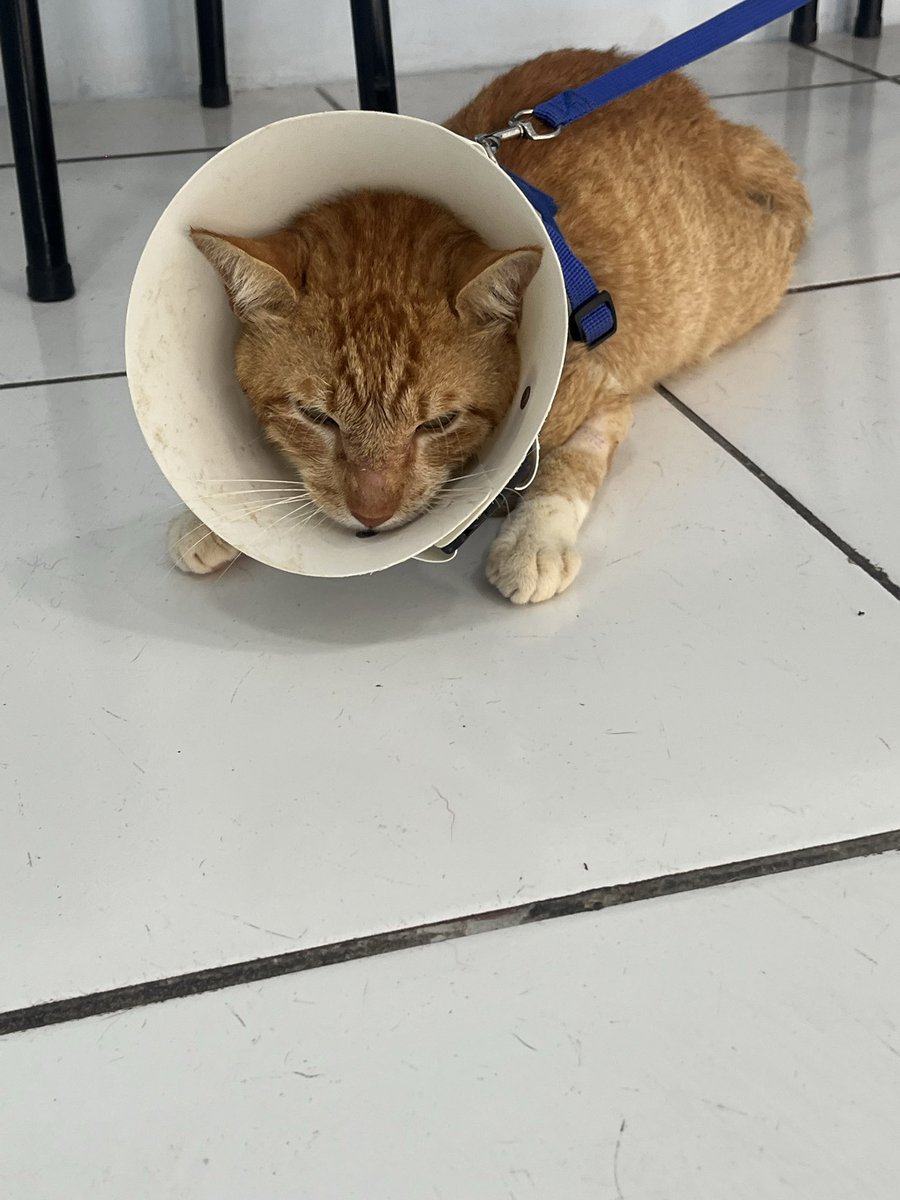 vaidesmaiar's tweet photo. Como alguns de vocês sabem, uma das adms daqui é protetora dos animais. Sou eu, Nanda!

Eu não sou de pedir ajuda, me viro passando o cartão sem pensar no amanhã, mas dessa vez preciso pedir pelo Meia Branca.
Cuido de uma colônia de gatos que vive em uma casa abandonada. Ele ficou muito doente, parou de comer, emagreceu e desidratou. Descobrimos que dois dentes podres estavam causando uma infecção.
Foram dias internado, tomando soro. Na sexta, retirou os dois dentes e foi castrado. Está de alta, mas os gastos ficaram muito altos.
Se puder ajudar com qualquer valor ou compartilhar, já estará ajudando muito!
Link da vakinha: https://t.co/oYXz6islxC

No site explico melhor a história