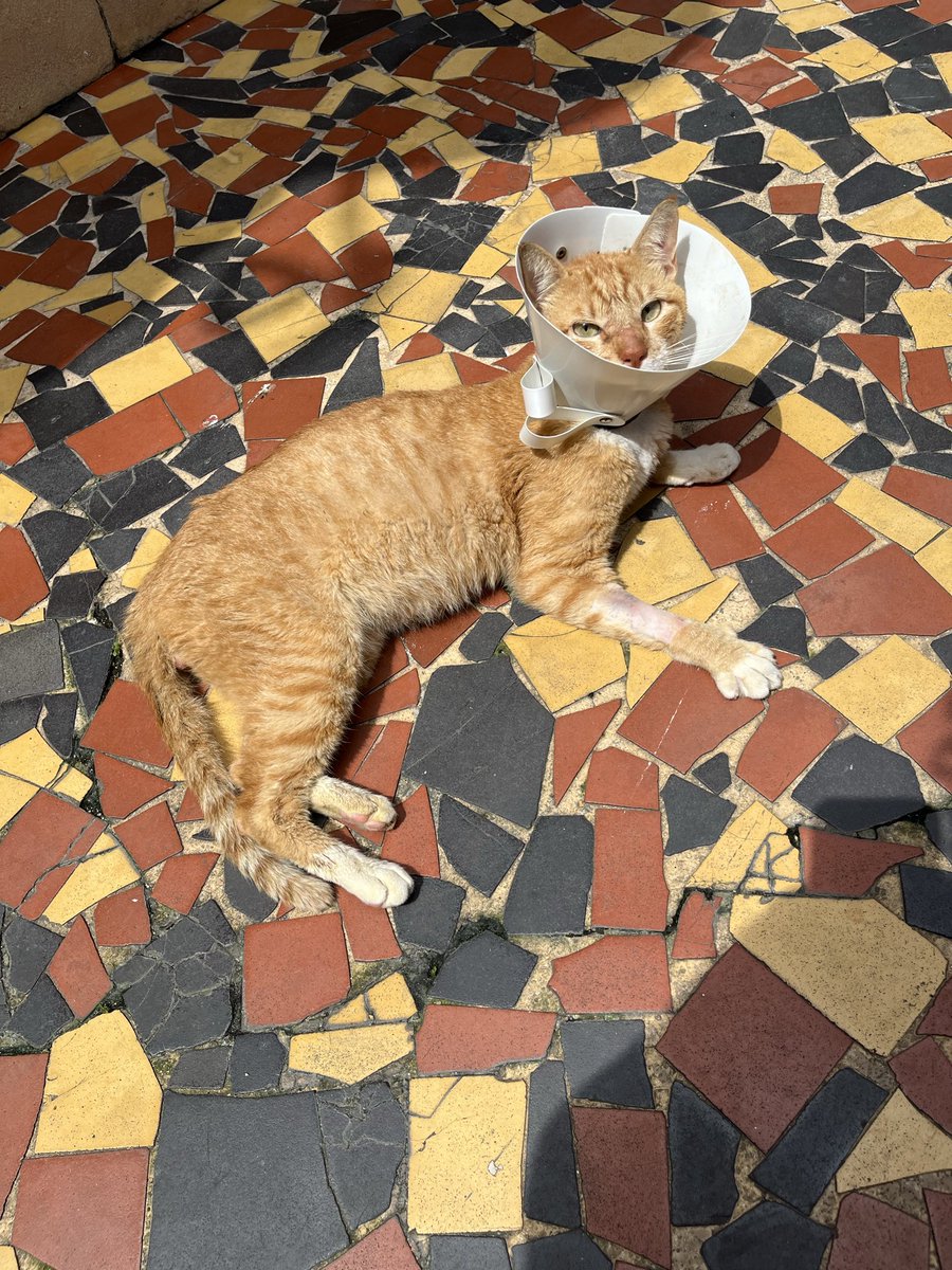 vaidesmaiar's tweet photo. Como alguns de vocês sabem, uma das adms daqui é protetora dos animais. Sou eu, Nanda!

Eu não sou de pedir ajuda, me viro passando o cartão sem pensar no amanhã, mas dessa vez preciso pedir pelo Meia Branca.
Cuido de uma colônia de gatos que vive em uma casa abandonada. Ele ficou muito doente, parou de comer, emagreceu e desidratou. Descobrimos que dois dentes podres estavam causando uma infecção.
Foram dias internado, tomando soro. Na sexta, retirou os dois dentes e foi castrado. Está de alta, mas os gastos ficaram muito altos.
Se puder ajudar com qualquer valor ou compartilhar, já estará ajudando muito!
Link da vakinha: https://t.co/oYXz6islxC

No site explico melhor a história