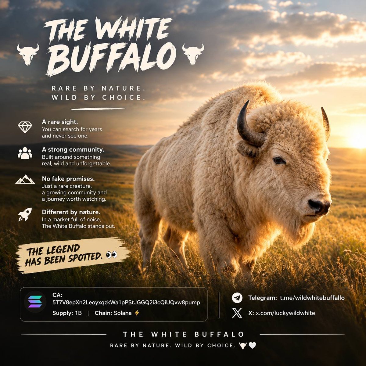luckywildwhite's tweet photo. @DrWhaleReal Just started but if you follow the white buffalo the trail will  leadto the moon. Buy spread hold repost please. Thank you. Love the love let's see what we can do. https://t.co/IjmZ1OPnW5