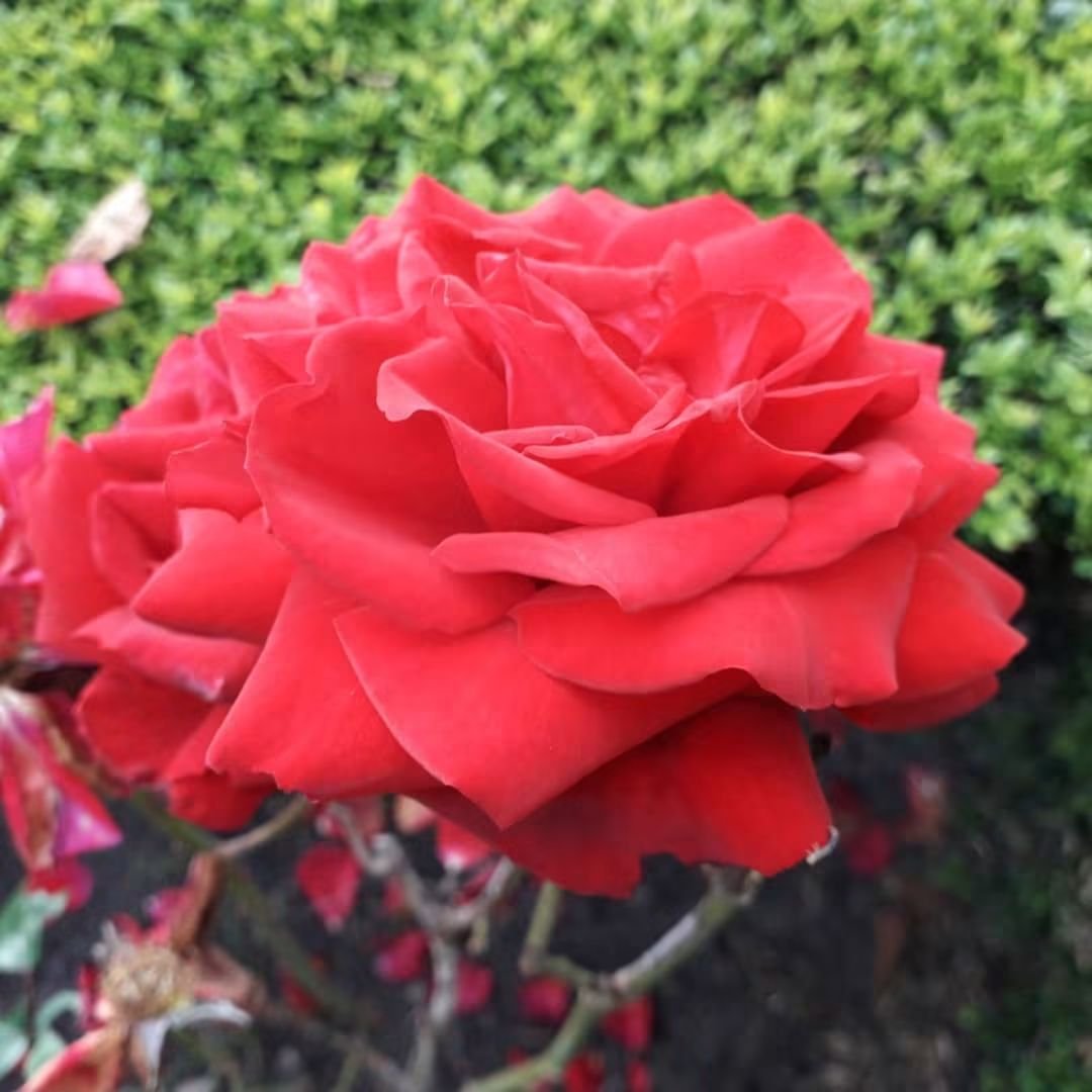 CAYMUSOCAUGHEY's tweet photo. @CAYMUSOCAUGHEY π¦
Random Roses
#Random #Flower #Flowers #WildFlowers #GardenFlowers #Nature #FlowersOfTwitter #LittleThingsMatter #Garden #Gardens #Gardening #Rose #Roses #Rosebud #Rosebuds #RoseBush #RoseBushes #RosesOfTwitter #Plant #Plants #Bush #Bushes https://t.co/MmkLYMEn6o