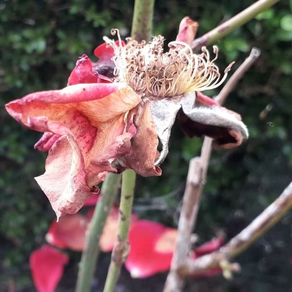 CAYMUSOCAUGHEY's tweet photo. @CAYMUSOCAUGHEY π¦
Random Roses
#Random #Flower #Flowers #WildFlowers #GardenFlowers #Nature #FlowersOfTwitter #LittleThingsMatter #Garden #Gardens #Gardening #Rose #Roses #Rosebud #Rosebuds #RoseBush #RoseBushes #RosesOfTwitter #Plant #Plants #Bush #Bushes https://t.co/Hw5YuFuNjZ