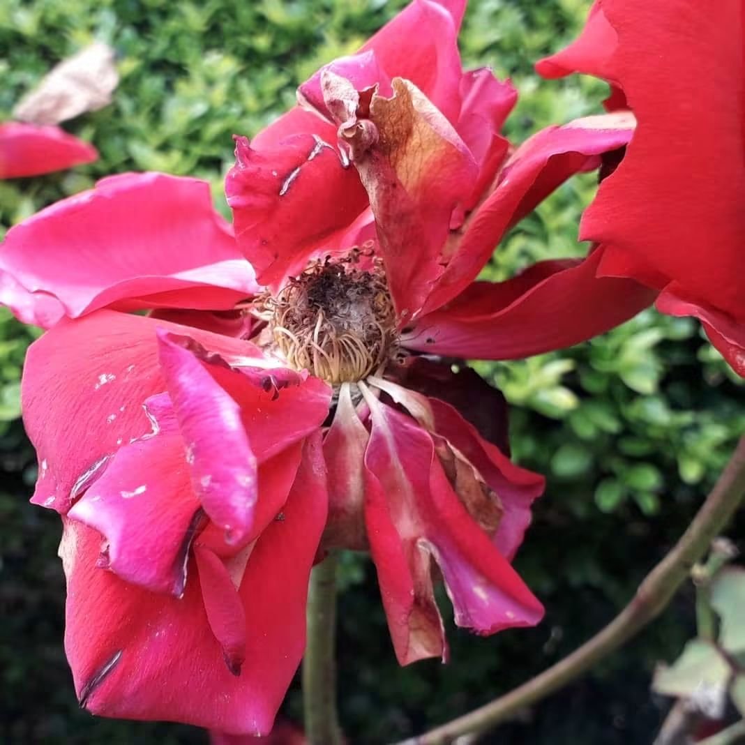 CAYMUSOCAUGHEY's tweet photo. @CAYMUSOCAUGHEY π¦
Random Roses
#Random #Flower #Flowers #WildFlowers #GardenFlowers #Nature #FlowersOfTwitter #LittleThingsMatter #Garden #Gardens #Gardening #Rose #Roses #Rosebud #Rosebuds #RoseBush #RoseBushes #RosesOfTwitter #Plant #Plants #Bush #Bushes https://t.co/Hw5YuFuNjZ