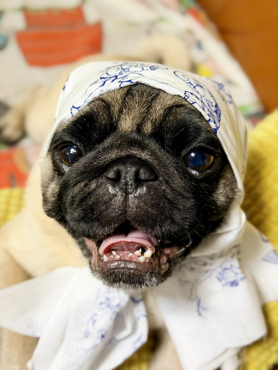 BuccoRoth's tweet photo. 頂き物の手拭いがあまりにも可愛い……おはようございました(σﾟ∀ﾟ)σ https://t.co/1Y6uOK4dBW