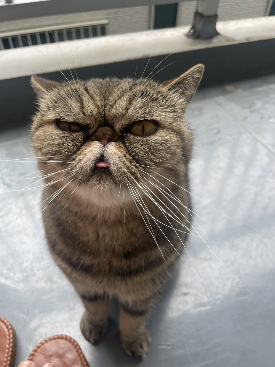 kame_9_2's tweet photo. ガンタレカメ
#猫 https://t.co/A9RfrhOlWM