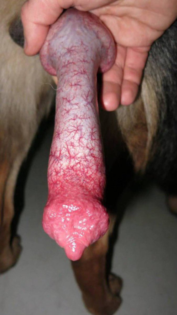 eiteblues's tweet photo. Trust me I got the most kinkiest extreme zoophilia videos you have never come across..everything extreme click on my link

https://t.co/2h8u9eScjJ

#DogAdventures #TrailTailWaggers #GermanShepherd #Germany #belin #DogLovers #knottygurl #GermanShepherd #Germany #DogLovers https://t.co/7EzUuqSTmG