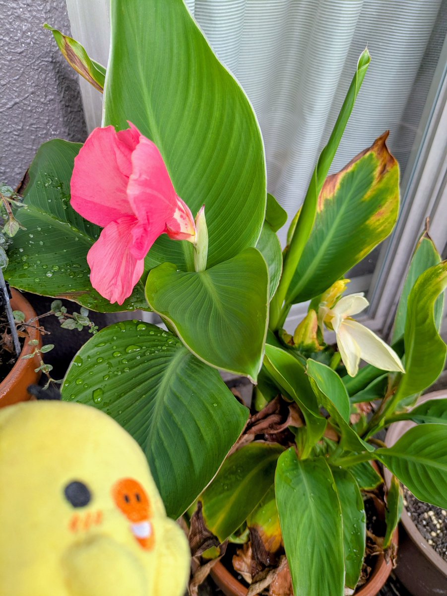 otanumum's tweet photo. 夏の花にも今夏は暑すぎた？(;^_^A
今カンナが咲いてます。白い花は初めて見たよ。 https://t.co/g7qf8B97Tq