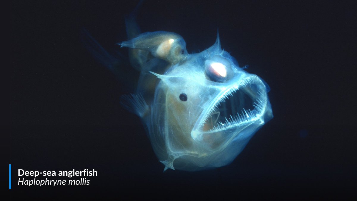 oceana's tweet photo. The deep ocean may be dark, cold and under intense pressure, but it’s anything but lifeless. 

Deep-sea animals have evolved some incredible ways to make it work, from bioluminescence to enormous eyes. Learn more about how depth influences ocean life: https://t.co/Gg8nzjC0Tu https://t.co/pOkGRawoxw