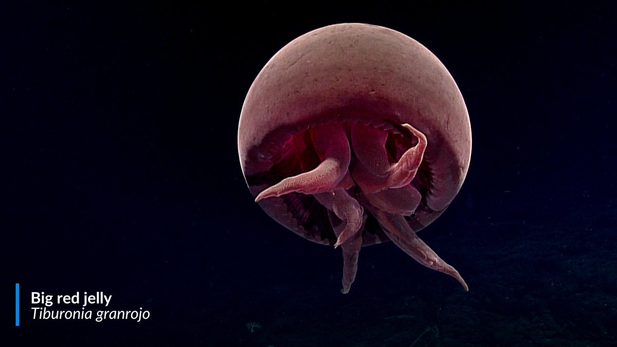oceana's tweet photo. The deep ocean may be dark, cold and under intense pressure, but it’s anything but lifeless. 

Deep-sea animals have evolved some incredible ways to make it work, from bioluminescence to enormous eyes. Learn more about how depth influences ocean life: https://t.co/Gg8nzjC0Tu https://t.co/pOkGRawoxw