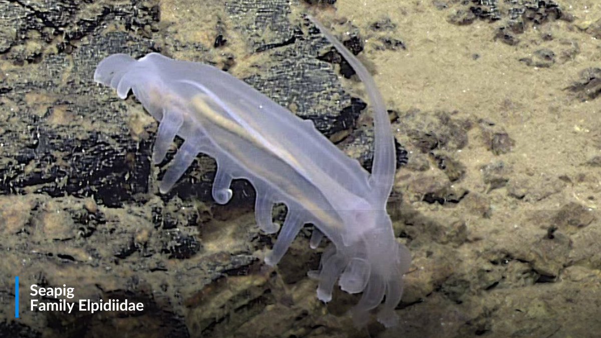 oceana's tweet photo. The deep ocean may be dark, cold and under intense pressure, but it’s anything but lifeless. 

Deep-sea animals have evolved some incredible ways to make it work, from bioluminescence to enormous eyes. Learn more about how depth influences ocean life: https://t.co/Gg8nzjC0Tu https://t.co/pOkGRawoxw