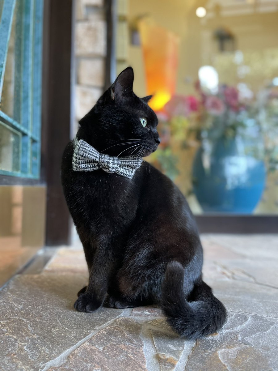 bijutsu1's tweet photo. 時をかける猫ねこ172"Cats Who Leapt Through Time" (20260920) 

『没後一年👮‍♂️🐈‍⬛🐈one year after Ken-chan’s passing』本日🎨今でもエントランスでケンちゃんを想っています。ありがとニャ。#尾道市立美館 #尾道 #猫 https://t.co/xowdVZv1LI