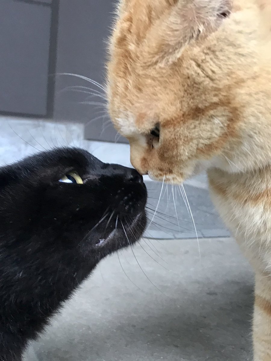 bijutsu1's tweet photo. 時をかける猫ねこ172"Cats Who Leapt Through Time" (20260920) 

『没後一年👮‍♂️🐈‍⬛🐈one year after Ken-chan’s passing』本日🎨今でもエントランスでケンちゃんを想っています。ありがとニャ。#尾道市立美館 #尾道 #猫 https://t.co/xowdVZv1LI