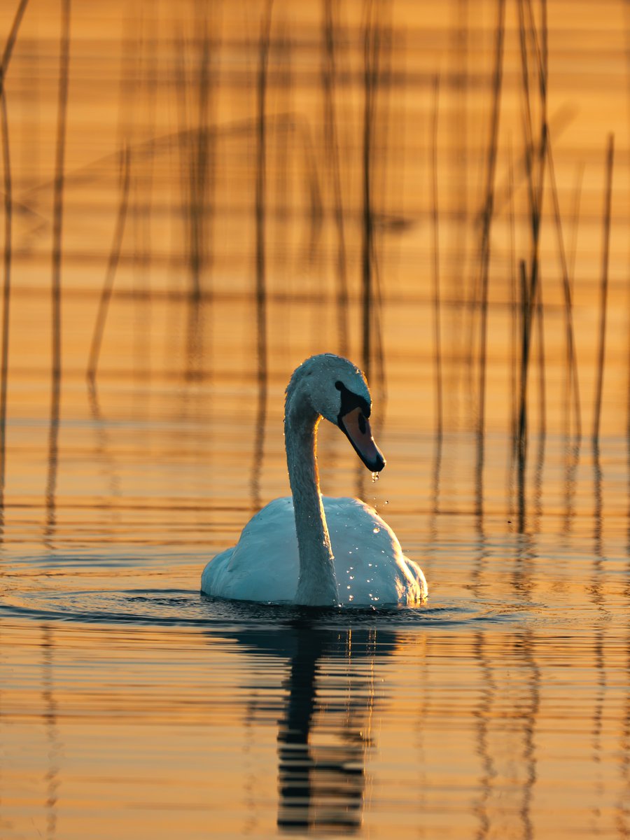Tittyjmsm's tweet photo. Sometimes the swan comes to visit. https://t.co/bvZC448wrv