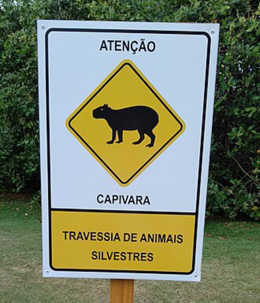 cametropolitano's tweet photo. O Metropolitano lamenta o atropelo de capivaras na região da Rua Itajaí, e defende a implantação de mais placas que tenham o objetivo de alertar os motoristas sobre animais silvestres na região. O cuidado com esses animais indefesos é fundamental para a preservação da fauna. https://t.co/E9vL9SIT5Y