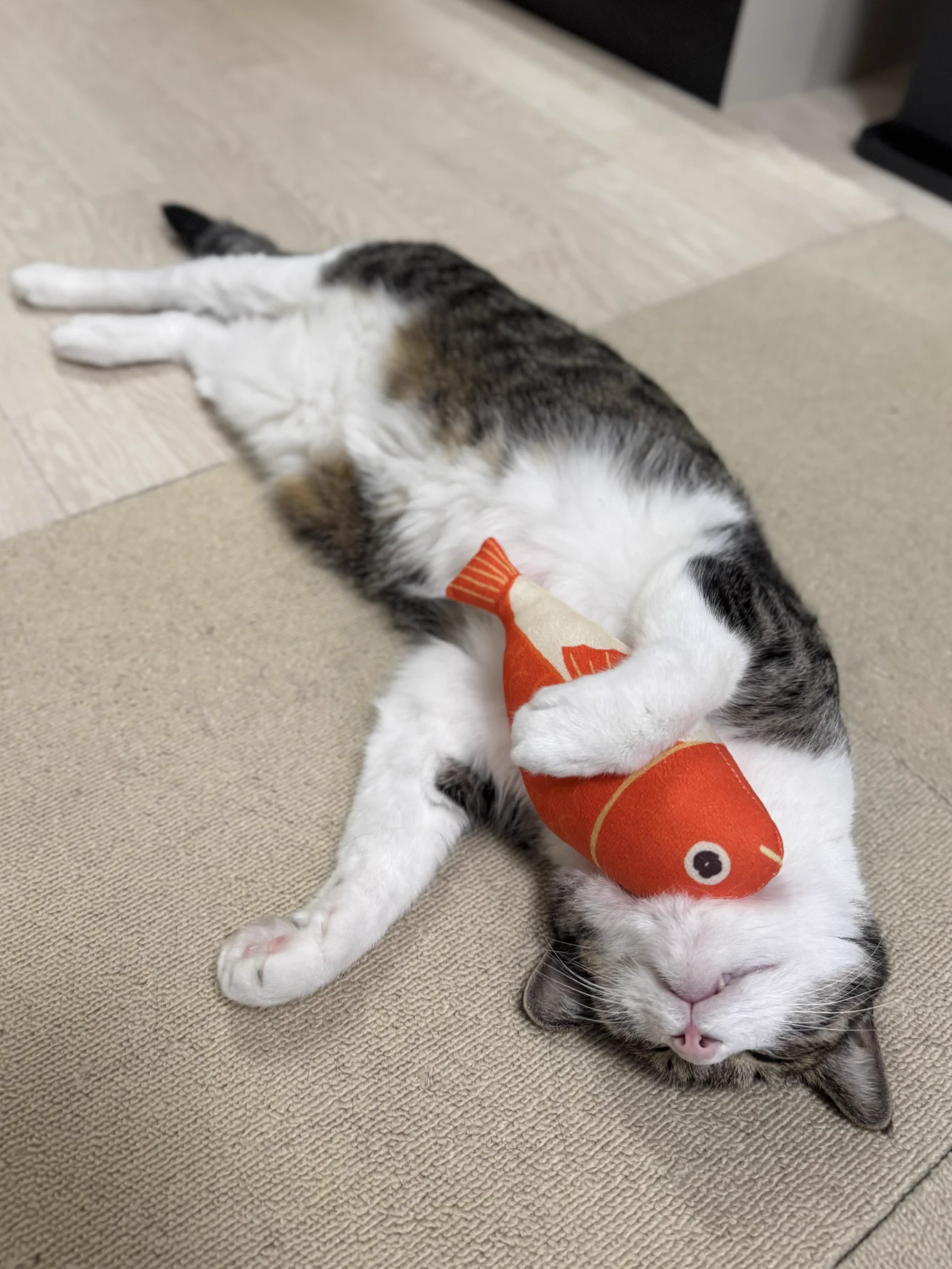 ぎんのねこ (@ginnonekoch) / X