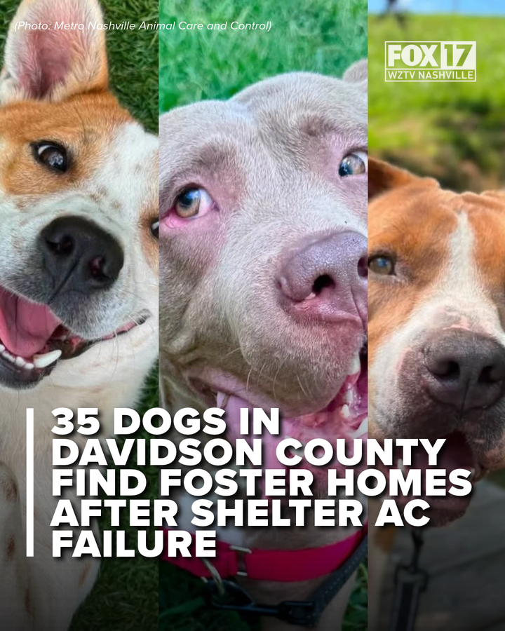 FOXNashville's tweet photo. When the shelter’s AC failed, the Davidson County community stepped up. 🐾
Thirty-five dogs are now cooling off in foster homes thanks to neighbors who opened their doors. https://t.co/ky7OU3nZxz
#MACC #Animalshelter #fosterpets #Nashvilleshelters https://t.co/j4JAsPdPIG