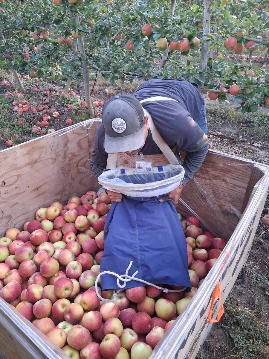 UFWupdates's tweet photo. "Edgar" is harvesting honeycrisp apples in WA State. "We earn $32 a 900 lb crate. Many days we don't pick more than 3 crates as many apples don't pass the required quality control. This type of apple is very delicate. We must be careful not to bruise the fruit." #WeFeedYou https://t.co/GXjv2PYaie
