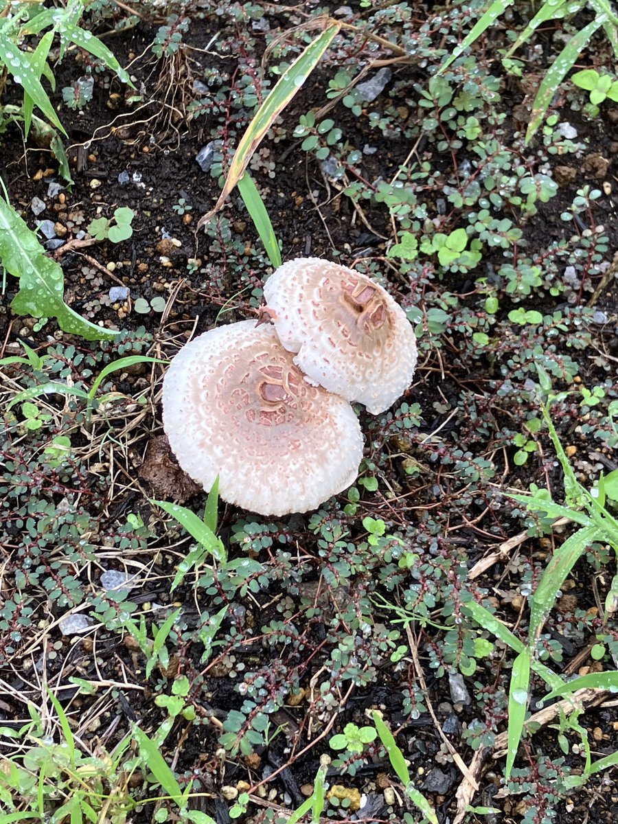 ponkotu_master's tweet photo. 🍄 https://t.co/EgK1H2Ohnn