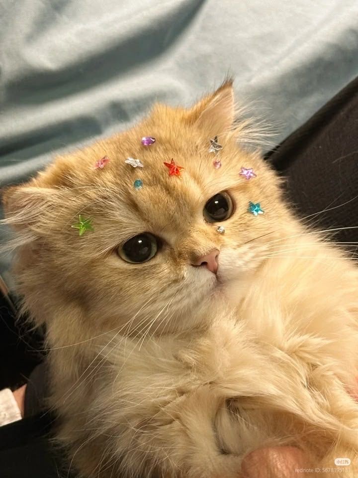 insperarise's tweet photo. jeweled kitty ⭐ https://t.co/8VLcuKH5MW