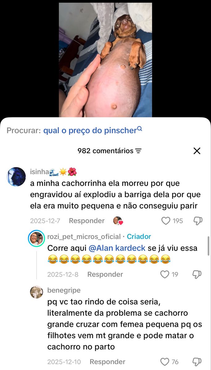 Beccasgbr's tweet photo. @kaarolzx Fui no perfil desse cara que ela marcou e realmente eles vendem esses cachorrinhos meu Deus quanto sofrimento a bichinha não aguenta nem se mecher e ela coloca pra cruzar repetidas vezes deve ser a 4 ou 5 vez que essa cachorrinha pariu tadinha https://t.co/R7tqlrsT7v