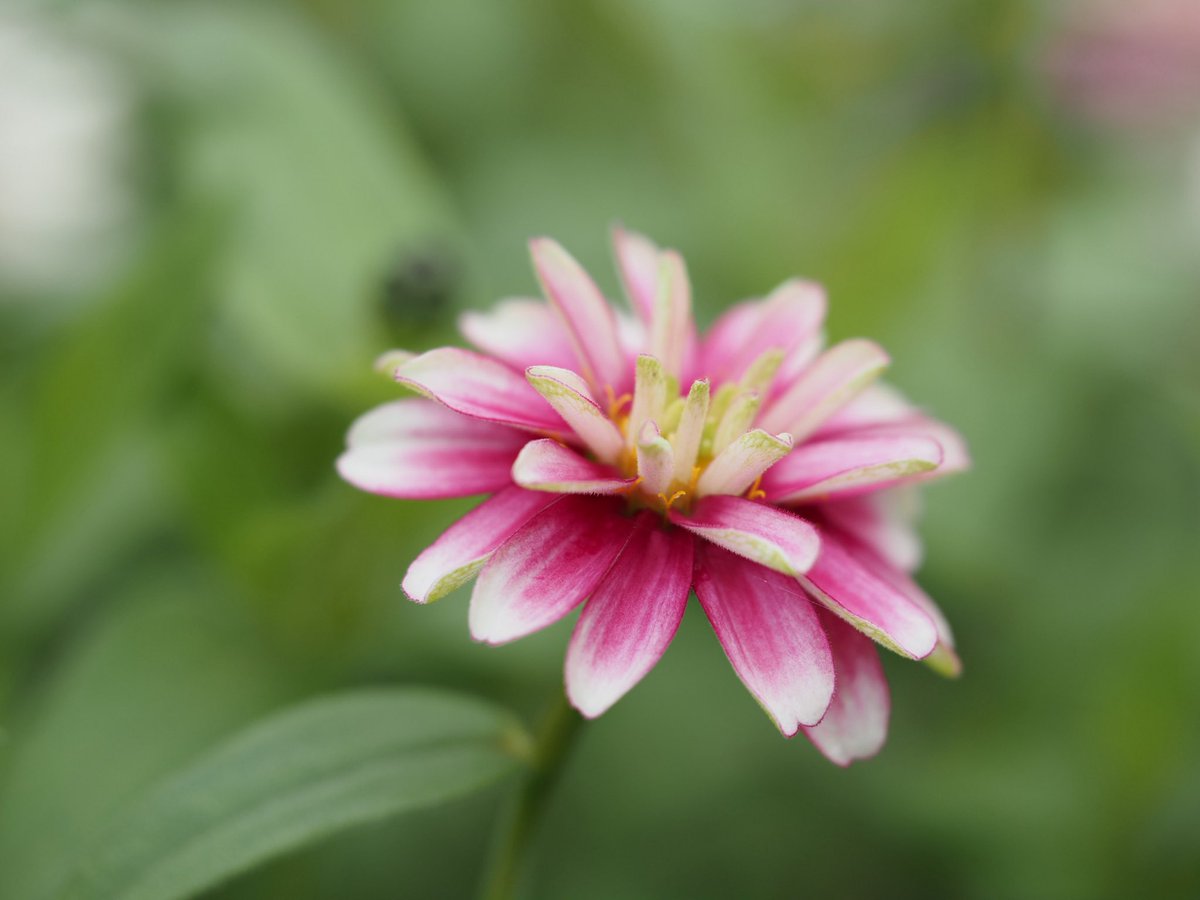 tack_lime's tweet photo. 白馬にて📷

M.ZUIKO DIGITAL ED 60mm F2.8 Macro https://t.co/LJ5u7mL7ck