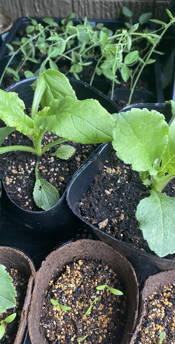 green_panda_'s tweet photo. 定植間近　ポット上げ直後　ポット上げ待ち　発芽直後‥‥幼苗🌱たちの避難完了 https://t.co/OneCYu38yN