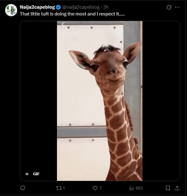 ashthequant's tweet photo. This giraffe named Eugene is re-surfacing and going viral again on twitter.

I think we ALL remember Eugene, thing that made people love Eugene so much is his hair, all the normies are raving about it in the comments and making memes out of it

https://t.co/JtLDxqJgBw

https://t.co/0tPOeOlTHm

We haven't had any insane animal runners recently and look at this MF Eugene, he's perfect

Will grab dex and run the comm like always