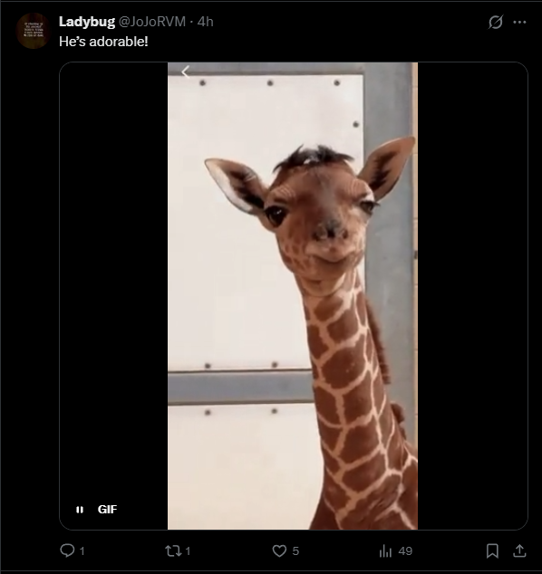 ashthequant's tweet photo. This giraffe named Eugene is re-surfacing and going viral again on twitter.

I think we ALL remember Eugene, thing that made people love Eugene so much is his hair, all the normies are raving about it in the comments and making memes out of it

https://t.co/JtLDxqJgBw

https://t.co/0tPOeOlTHm

We haven't had any insane animal runners recently and look at this MF Eugene, he's perfect

Will grab dex and run the comm like always