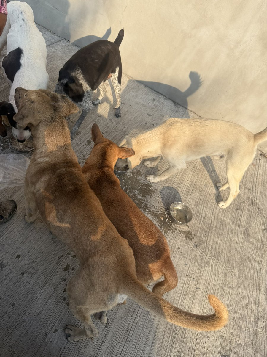 Polako1123's tweet photo. @hz6g27bp67 @Vikingonegroa Regalando un taco a unos perritos callejeros https://t.co/0P8DDCJAA2