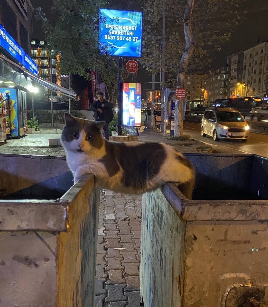 anlamadmbenn's tweet photo. Bugün gördüğüm bu tatlı kediyi görmezden gelen herkese uğursuzluk gelsin. https://t.co/JlwHKrVQdJ