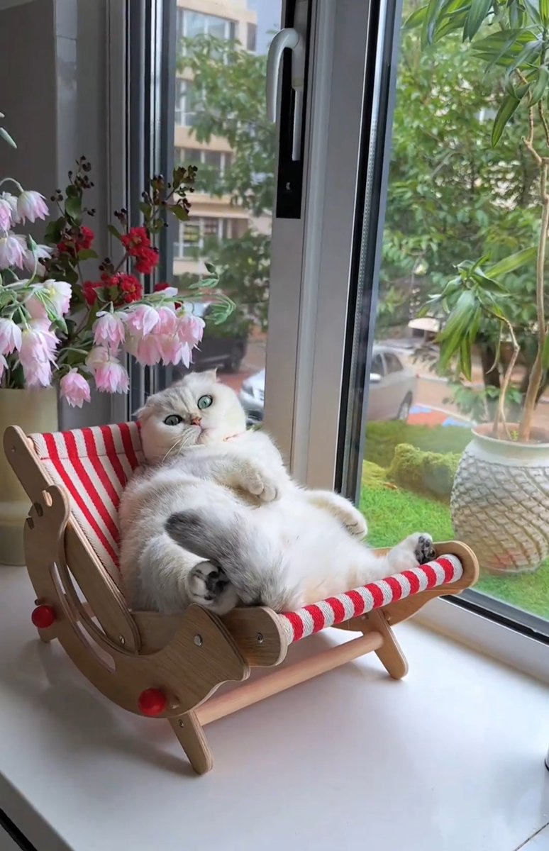 hnaseok's tweet photo. Spent a cozy rainy afternoon baking warm chocolate chip cookies while my cat napped on the windowsill https://t.co/uKJO5720ov
