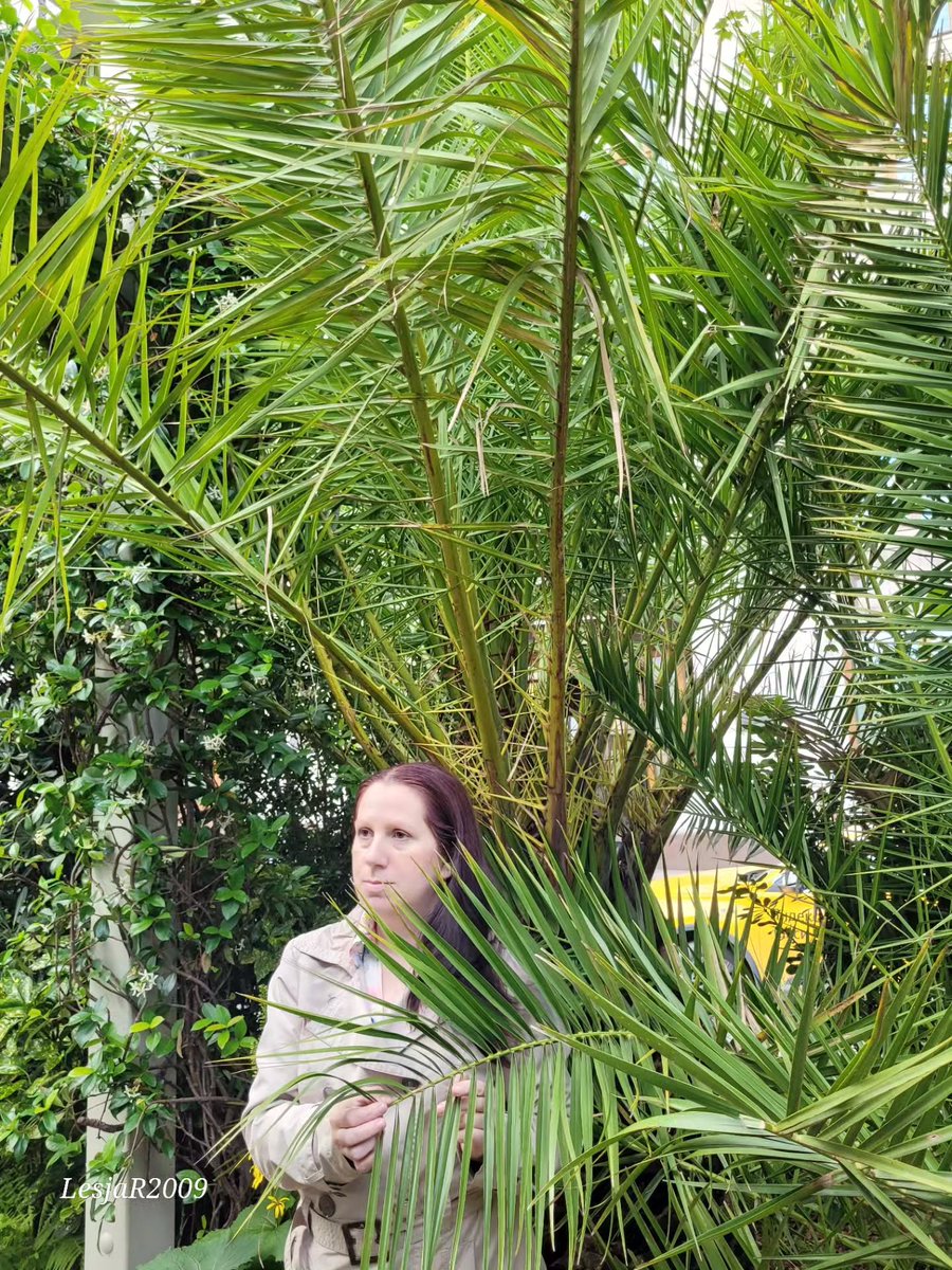 KevaBarelldlrk's tweet photo. Photo by Леся Р. on August 06, 2026. May be an image of plant and text. https://t.co/8ve4FDZkSQ