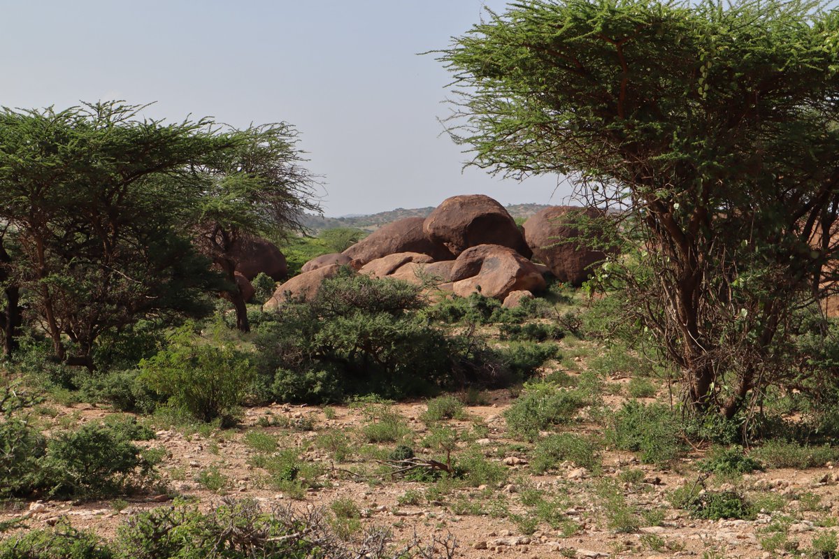 OgadenWar's tweet photo. In Somalia we are having trouble understanding the purpose of this artifact.

Parts of it are not rock and are confirmed to be some kind of metal covered in hardened sediments.

When cleaned up fully the object might be something quite interesting and possibly far more advanced. https://t.co/r2jFpiyez5