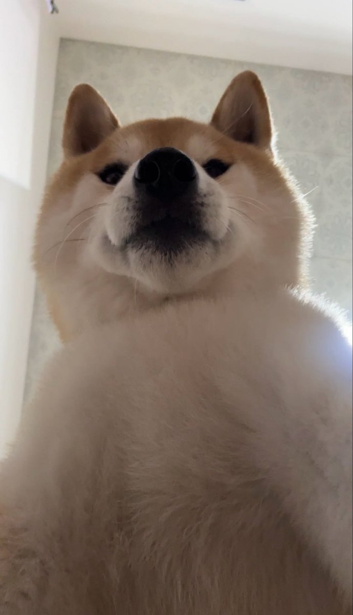 soramame_inu's tweet photo. am 05:33 https://t.co/gSHW6Um32W