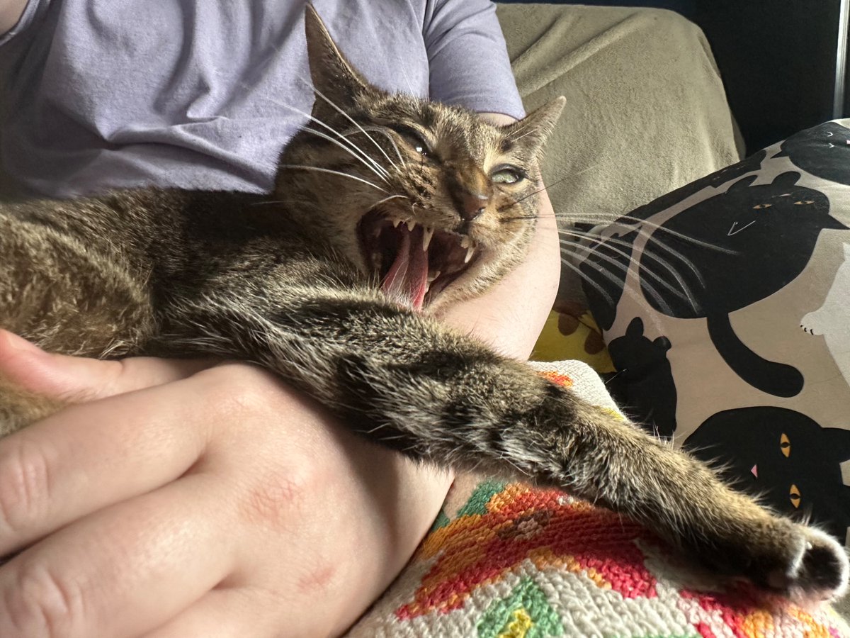bart_b0m's tweet photo. @Piechocinski @mewmewmorales U nas tak samo. Moja ma suchą cały czas a mokrą dwa razy dziennie dajemy. Zamieniłbym chętnie na samą mokrą, ale ona czasem potrafi jej nie dojadać. Spokojnie kot na zdjęciu nie jest męczony tylko uchwycony podczas ziewania. https://t.co/gUS40lutGQ