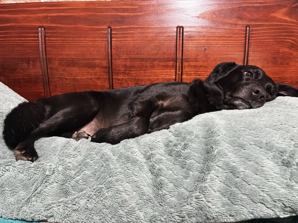 _hazzdeldf_'s tweet photo. Sueñan las pulgas con comprarse un perro y sueñan los nadies con salir de pobres. https://t.co/uMqnFKkOkU