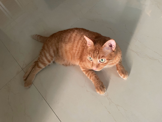 C_attyllo's tweet photo. 子猫ちゃんが人類の日の出鑑賞に付き合ってくれたよ～ 🌅 https://t.co/asBWvyiVn9