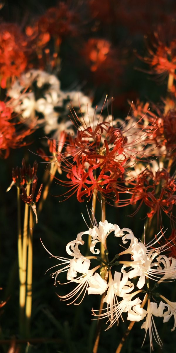 rimu817's tweet photo. 「赤と白」

#写真好きな人と繋がりたい
#ファインダー越しの私の世界 
#FUJIFILM  #photography 
#キリトリセカイ #彼岸花 https://t.co/mhNh3qmSWq