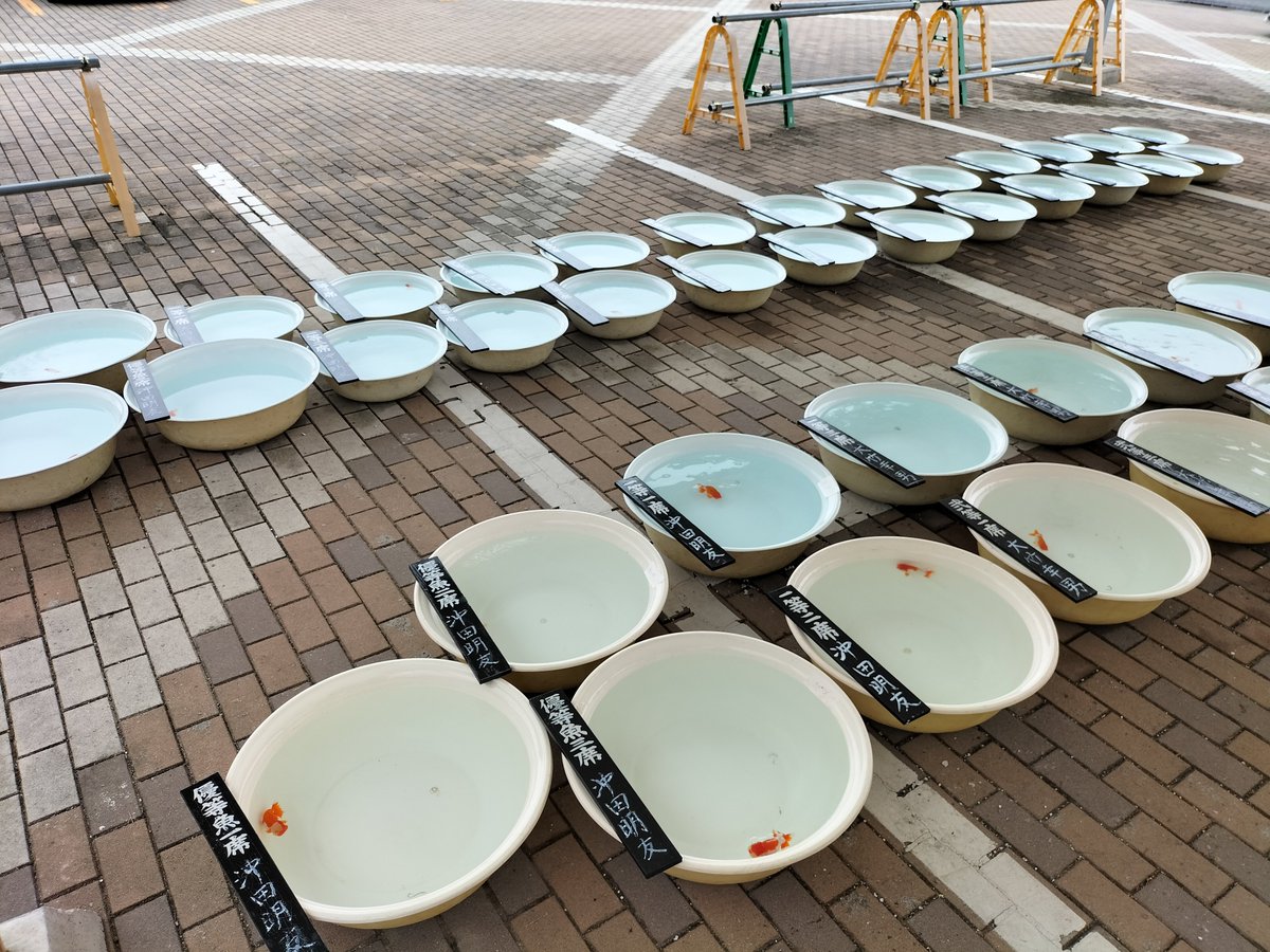 Hebi_taro's tweet photo. 地元のらんちう品評会に行ってみた。金魚って良いよなぁと思うのはジジィになったから？何匹かお持ち帰り。今度は鷺に食われないように気をつけます😓 https://t.co/Gbr0IsrGiO